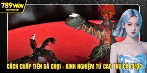 Cách chấp tiền gà chọi