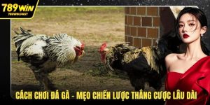 Cách chơi đá gà