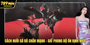 Cách nuôi gà đá chân mạnh