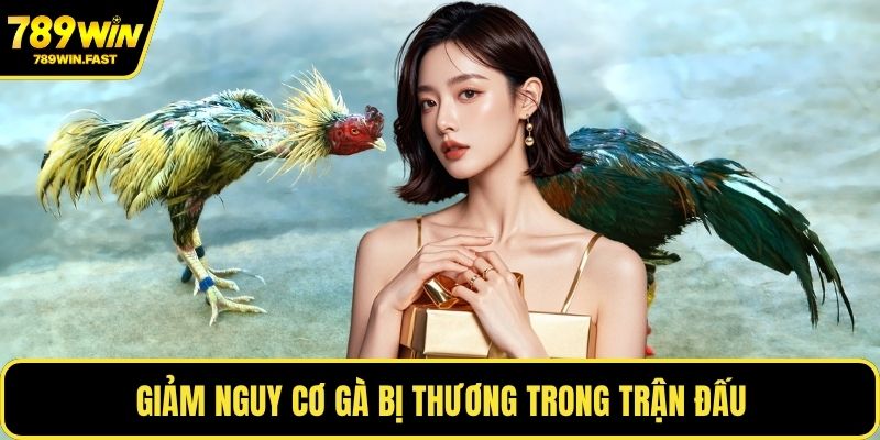 Cách Nuôi Gà Đá Chân Mạnh - Giữ Phong Độ Ổn Định Nhất 3 Giảm nguy cơ gà bị thương trong trận đấu
