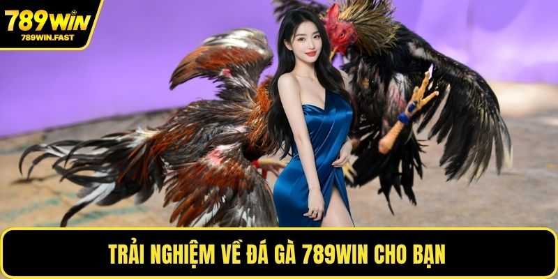 Trải nghiệm về đá gà 789WIN cho bạn