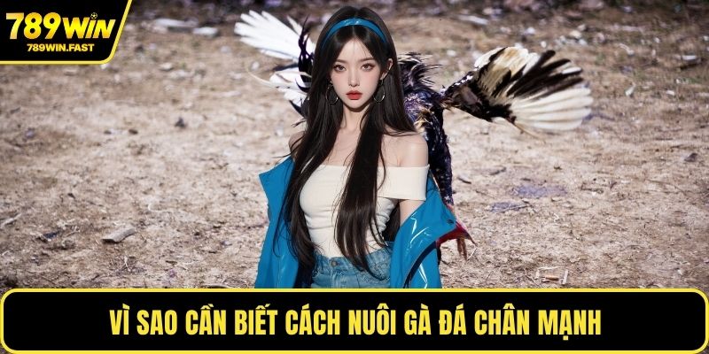 Cách Nuôi Gà Đá Chân Mạnh - Giữ Phong Độ Ổn Định Nhất 1 Vì sao cần biết cách nuôi gà đá chân mạnh